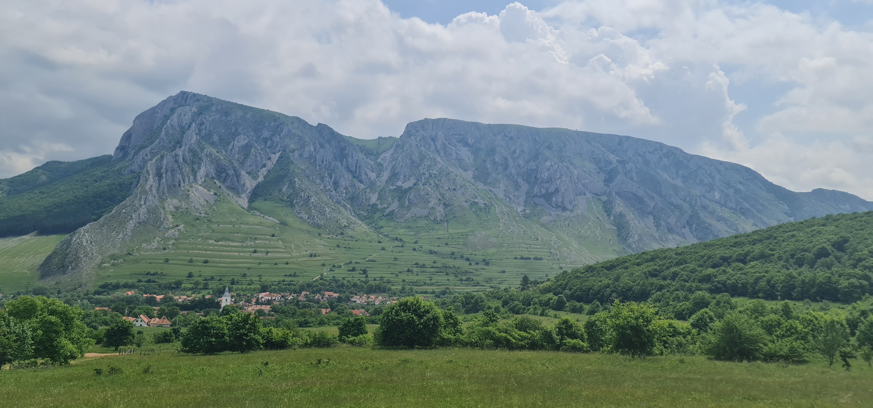 Certificare FSC vs PEFC – Comparație completă