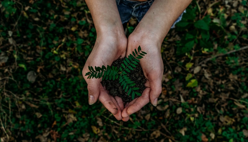 Sustainable forestry and environmental responsibility in the wood industry